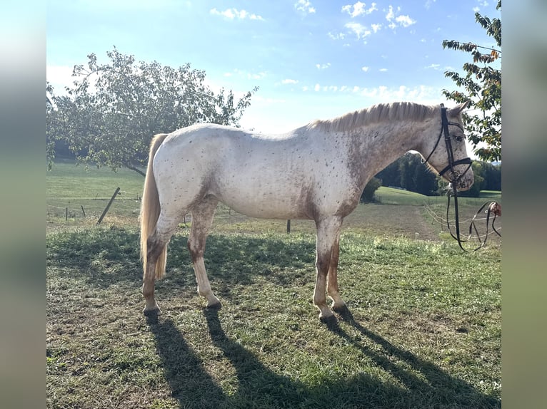 Oldenburger Springpferd Stute 5 Jahre 163 cm Tigerschecke in Berg