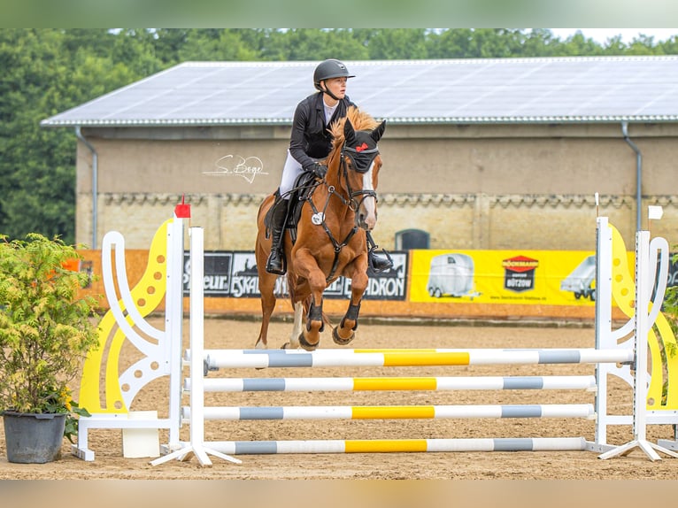 Oldenburger Springpferd Stute 5 Jahre 164 cm Fuchs in Hohen Wangelin