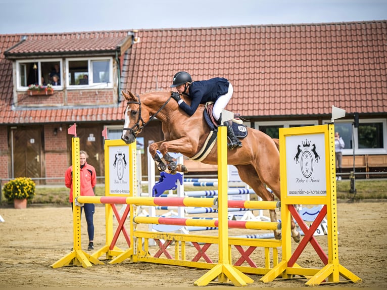 Oldenburger Springpferd Stute 5 Jahre 164 cm Fuchs in Bad Bentheim