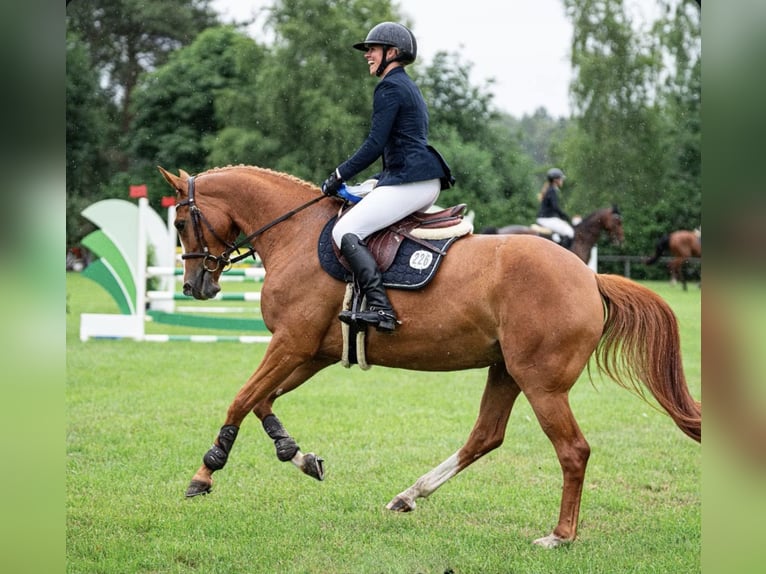 Oldenburger Springpferd Stute 5 Jahre 164 cm Fuchs in Bad Bentheim