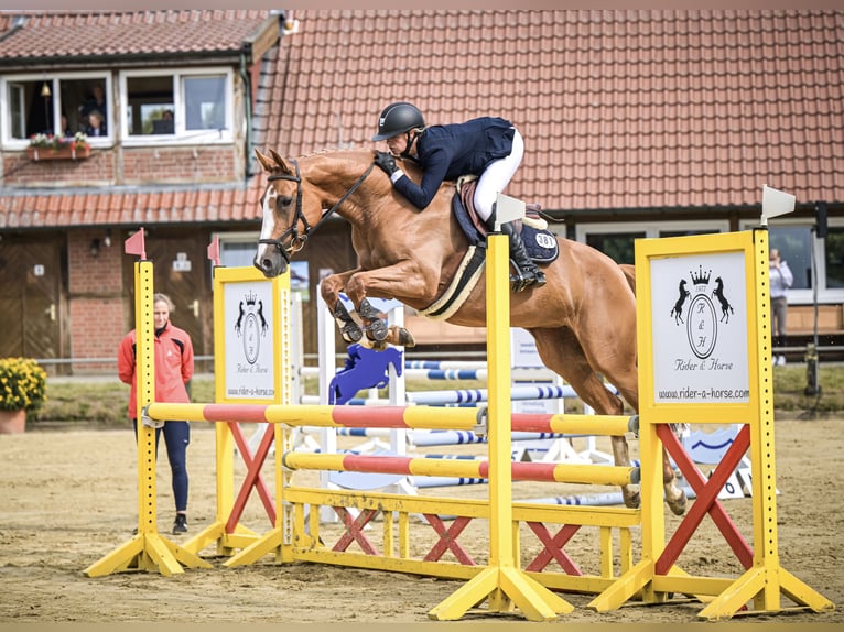 Oldenburger Springpferd Stute 5 Jahre 164 cm Fuchs in Bad Bentheim