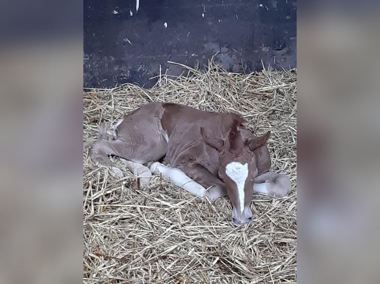 Oldenburger Springpferd Stute 5 Jahre 164 cm Fuchs in Mettmann
