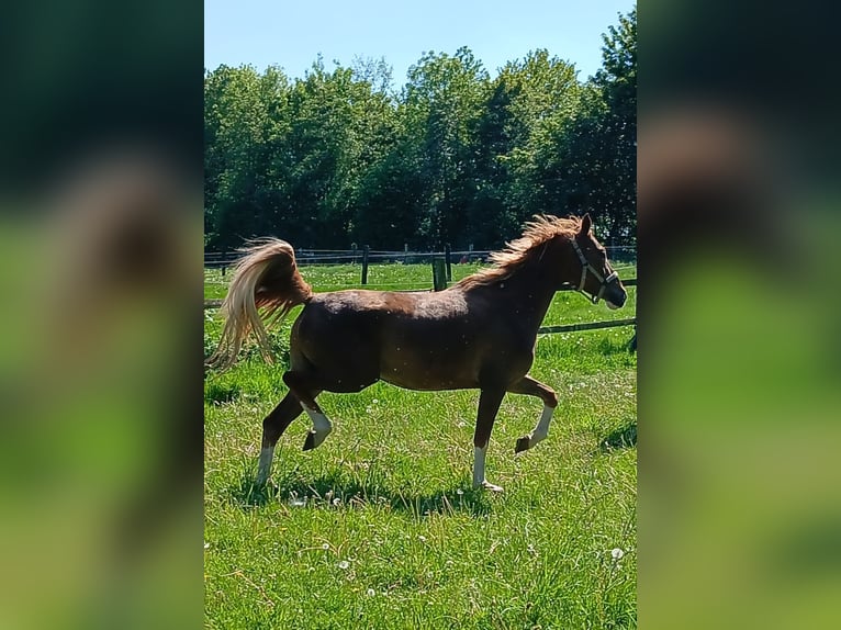Oldenburger Springpferd Stute 5 Jahre 164 cm Fuchs in Mettmann