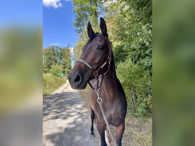 Oldenburger Springpferd Stute 5 Jahre 165 cm Brauner in Mudershausen