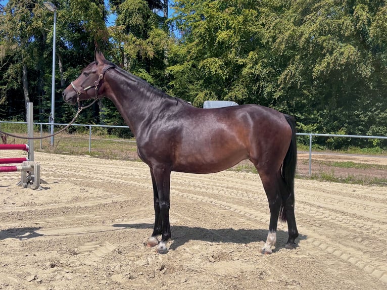 Oldenburger Springpferd Stute 5 Jahre 165 cm Brauner in Mudershausen