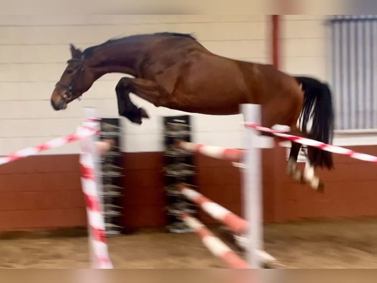 Oldenburger Springpferd Stute 5 Jahre 165 cm Brauner in Saterland