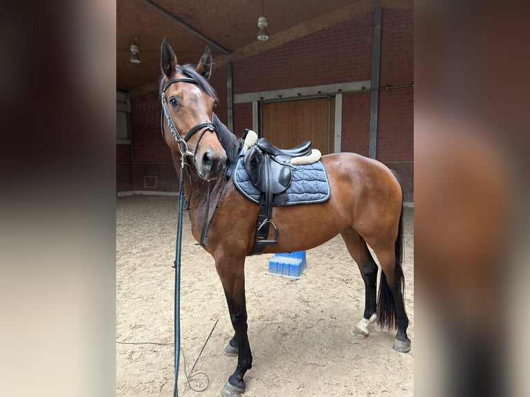 Oldenburger Springpferd Stute 5 Jahre 165 cm Brauner in Großefehn