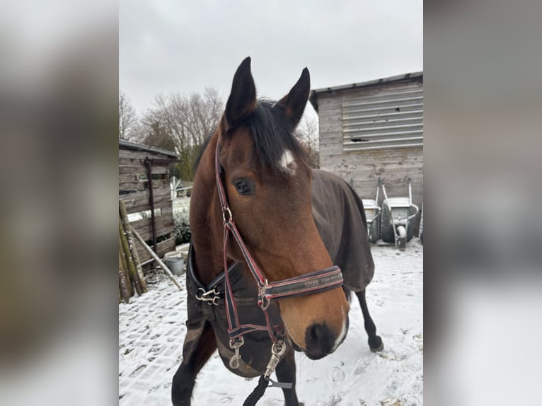 Oldenburger Springpferd Stute 5 Jahre 165 cm Brauner in Großefehn