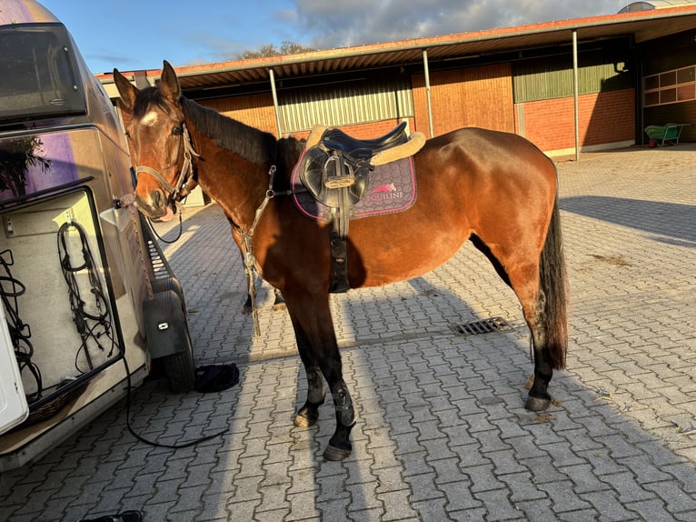 Oldenburger Springpferd Stute 5 Jahre 165 cm Brauner in Großefehn