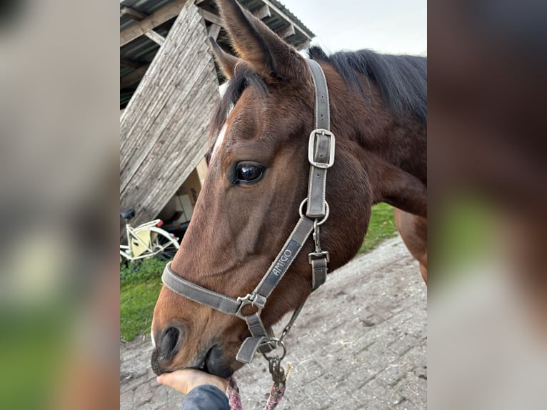 Oldenburger Springpferd Stute 5 Jahre 165 cm Brauner in Großefehn