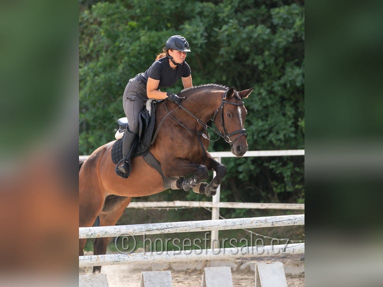 Oldenburger Springpferd Stute 5 Jahre 165 cm Braunfalbschimmel in Tabor