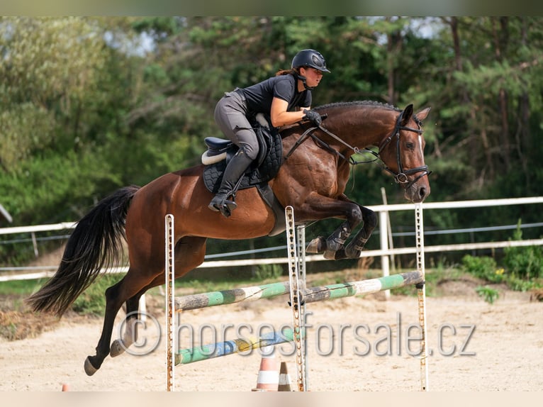 Oldenburger Springpferd Stute 5 Jahre 165 cm Braunfalbschimmel in Tabor