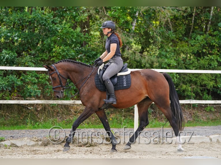 Oldenburger Springpferd Stute 5 Jahre 165 cm Braunfalbschimmel in Tabor