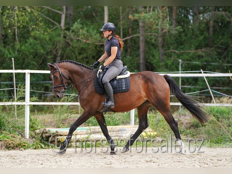 Oldenburger Springpferd Stute 5 Jahre 165 cm Braunfalbschimmel in Tabor