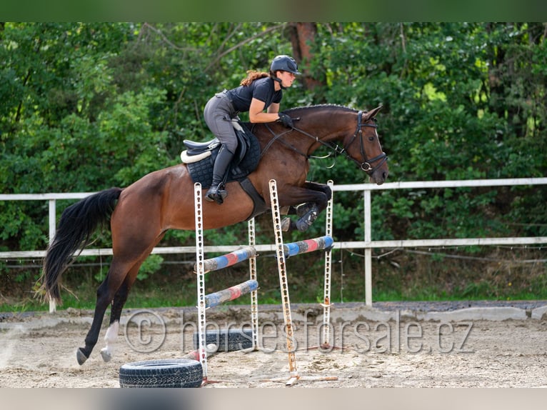Oldenburger Springpferd Stute 5 Jahre 165 cm Braunfalbschimmel in Tabor