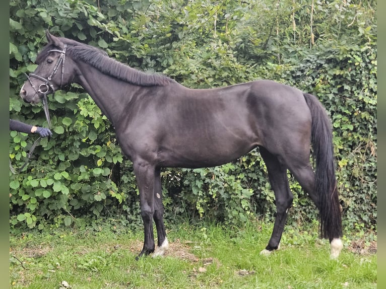Oldenburger Springpferd Stute 5 Jahre 165 cm Rappe in Wachtendonk