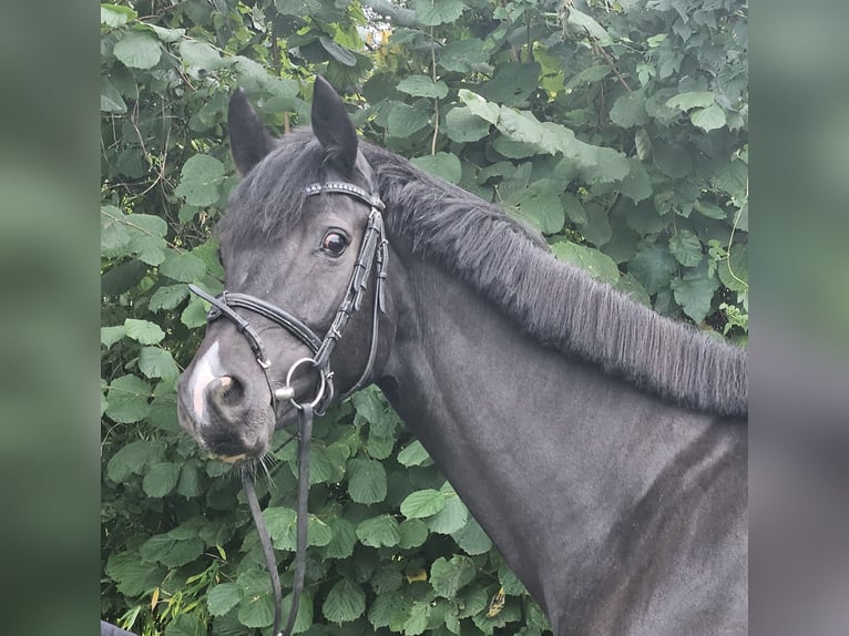 Oldenburger Springpferd Stute 5 Jahre 165 cm Rappe in Wachtendonk