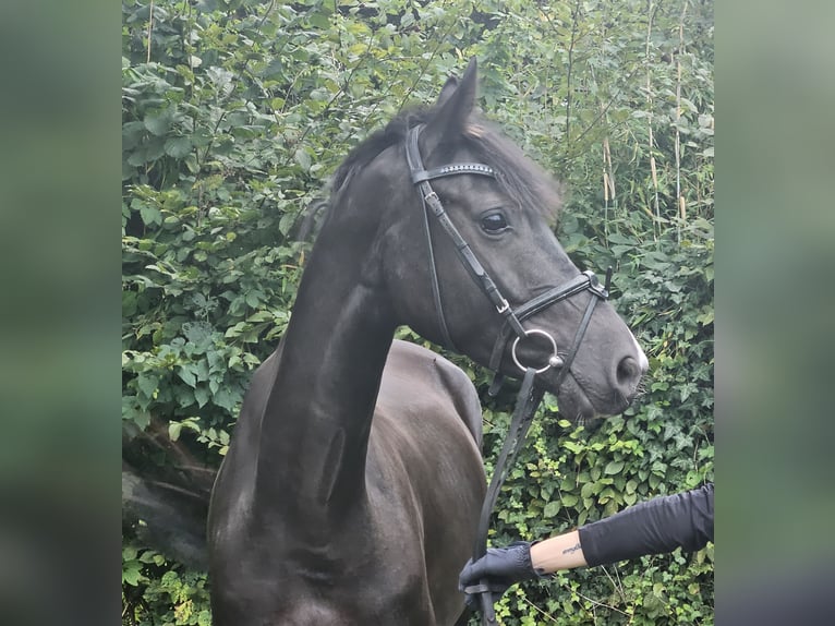 Oldenburger Springpferd Stute 5 Jahre 165 cm Rappe in Wachtendonk