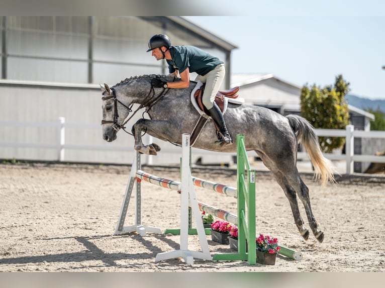 Oldenburger Springpferd Stute 5 Jahre 165 cm Schimmel in Zduchovice