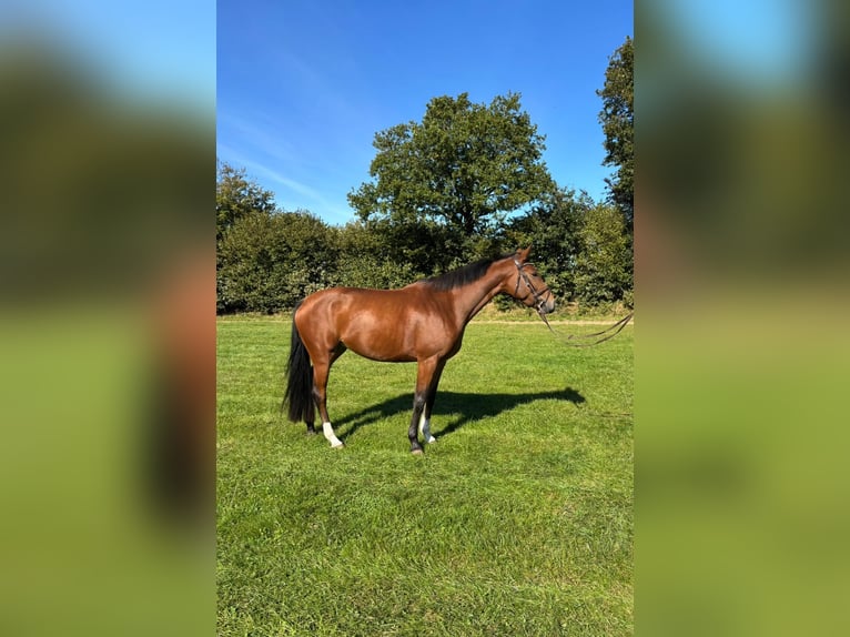 Oldenburger Springpferd Stute 5 Jahre 166 cm Brauner in Hamburg