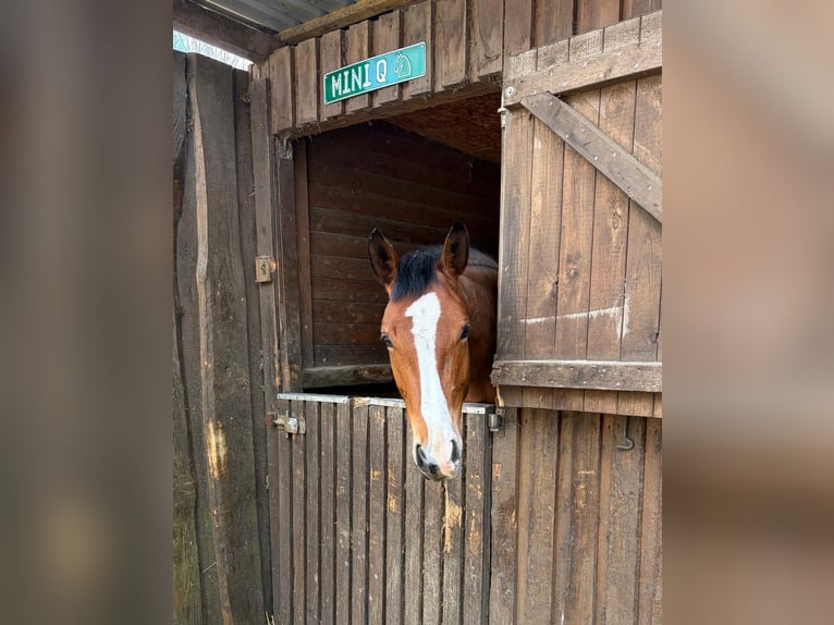 Oldenburger Springpferd Stute 5 Jahre 166 cm Brauner in Hamburg