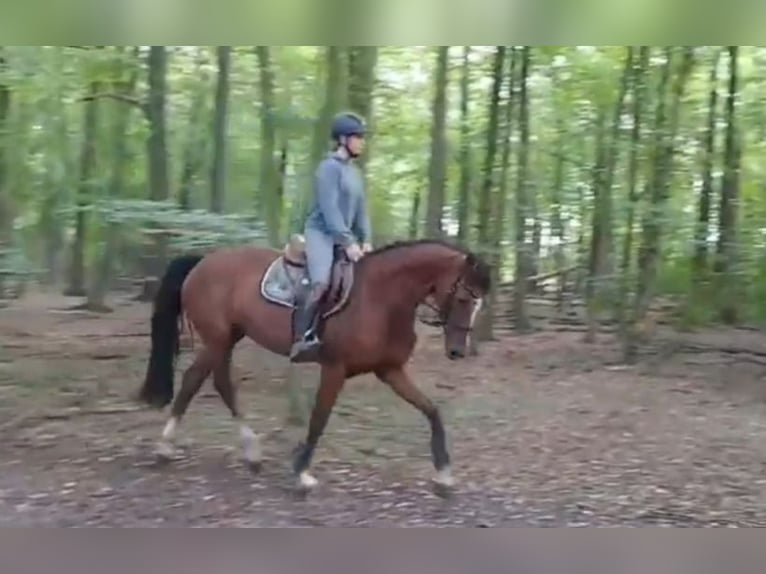 Oldenburger Springpferd Stute 5 Jahre 167 cm Brauner in Braunschweig