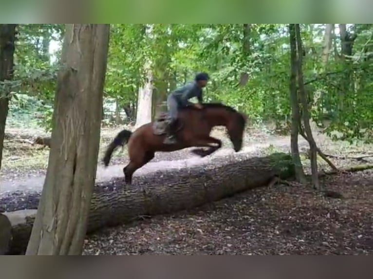 Oldenburger Springpferd Stute 5 Jahre 167 cm Brauner in Braunschweig