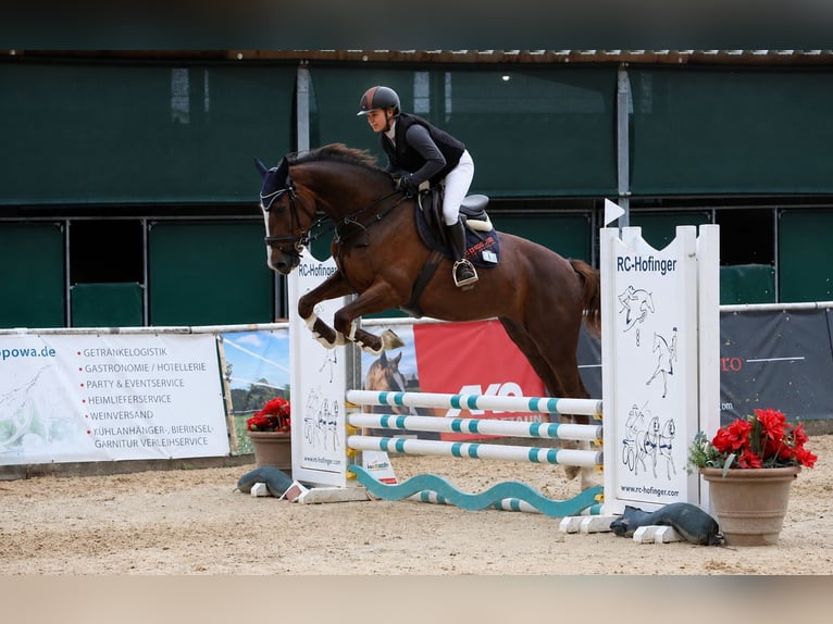 Oldenburger Springpferd Stute 5 Jahre 167 cm Dunkelfuchs in Königsbrunn