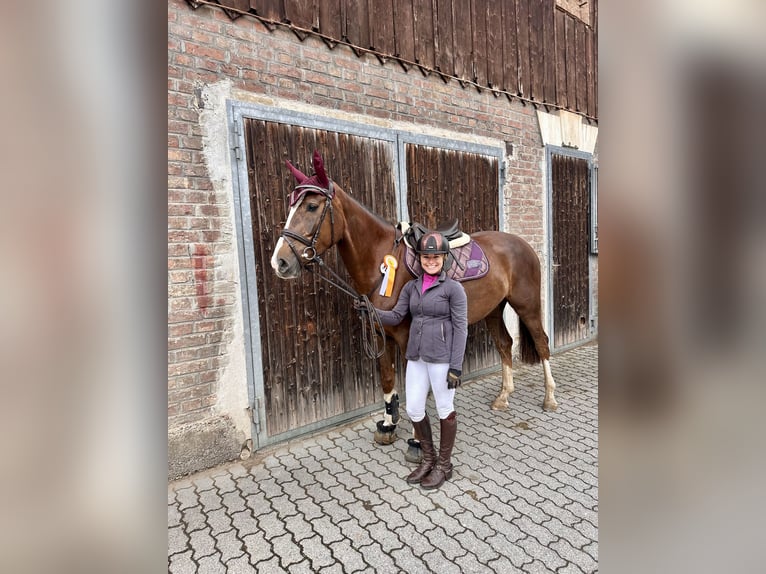 Oldenburger Springpferd Stute 5 Jahre 167 cm Dunkelfuchs in Königsbrunn