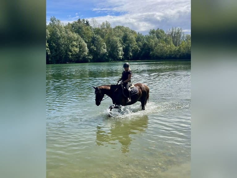 Oldenburger Springpferd Stute 5 Jahre 167 cm Dunkelfuchs in Königsbrunn