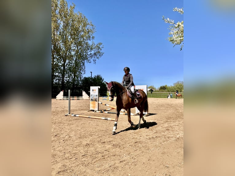 Oldenburger Springpferd Stute 5 Jahre 167 cm Dunkelfuchs in Königsbrunn