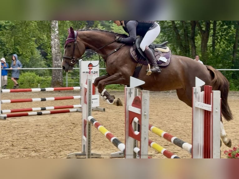 Oldenburger Springpferd Stute 5 Jahre 167 cm Dunkelfuchs in Königsbrunn