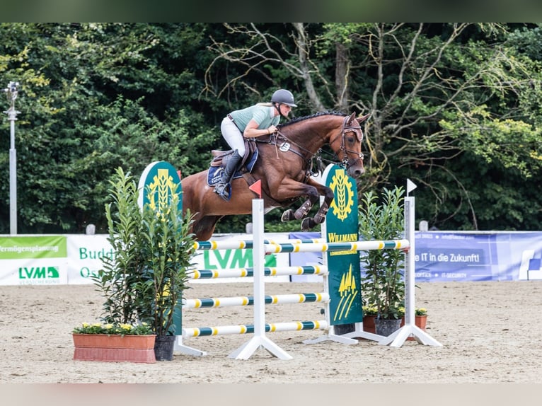 Oldenburger Springpferd Stute 5 Jahre 168 cm Brauner in Osnabrück