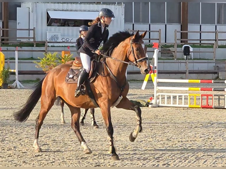 Oldenburger Springpferd Stute 5 Jahre 168 cm Brauner in Braunschweig