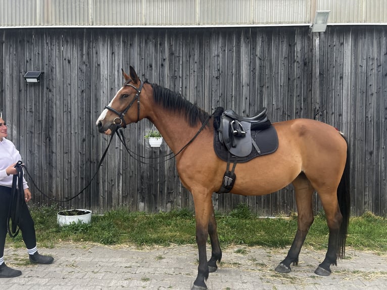 Oldenburger Springpferd Stute 5 Jahre 168 cm Brauner in Berlin