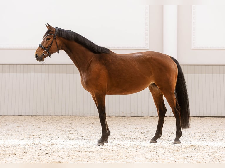 Oldenburger Springpferd Stute 5 Jahre 168 cm Brauner in Werder
