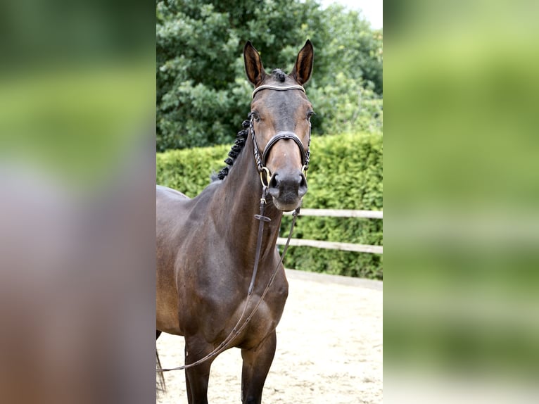 Oldenburger Springpferd Stute 5 Jahre 168 cm Dunkelbrauner in Lohne (Oldenburg)