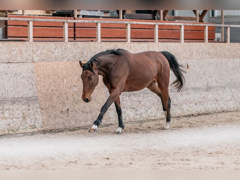 Oldenburger Springpferd Stute 5 Jahre 168 cm Rotbrauner in Zduchovice