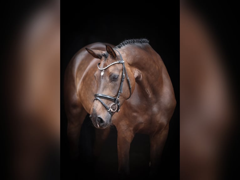 Oldenburger Springpferd Stute 5 Jahre 168 cm Schwarzbrauner in Lastrup