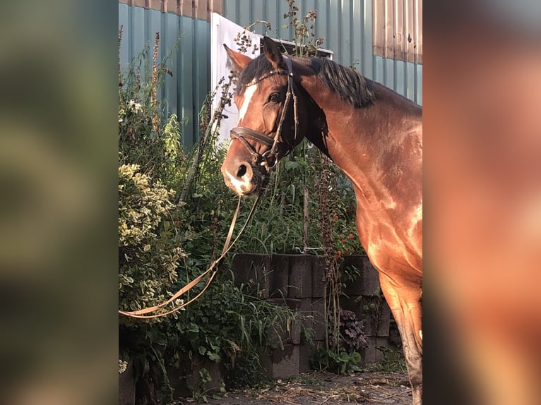 Oldenburger Springpferd Stute 5 Jahre 169 cm Brauner in Hiddenhausen