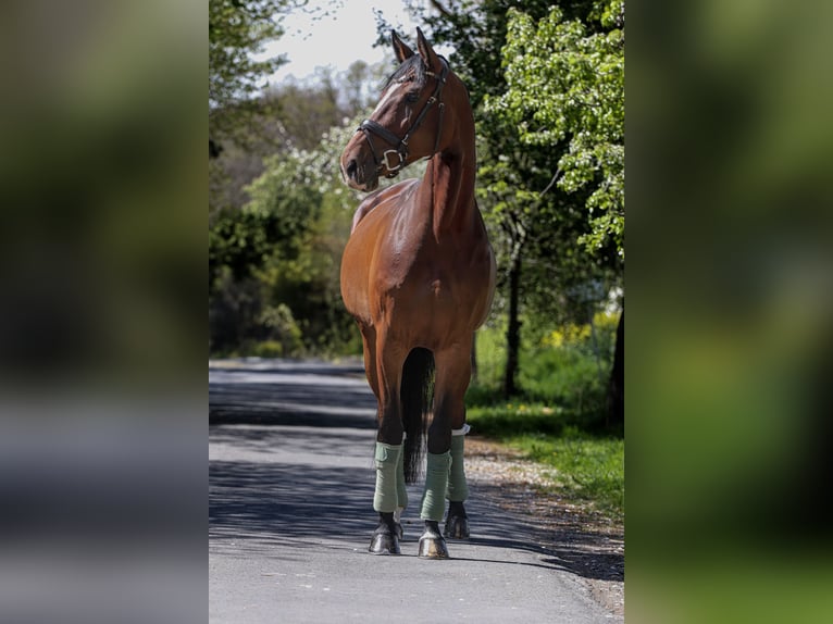 Oldenburger Springpferd Stute 5 Jahre 169 cm Brauner in Hiddenhausen
