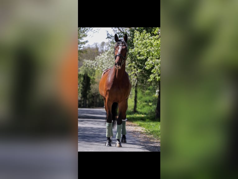Oldenburger Springpferd Stute 5 Jahre 169 cm Brauner in Hiddenhausen