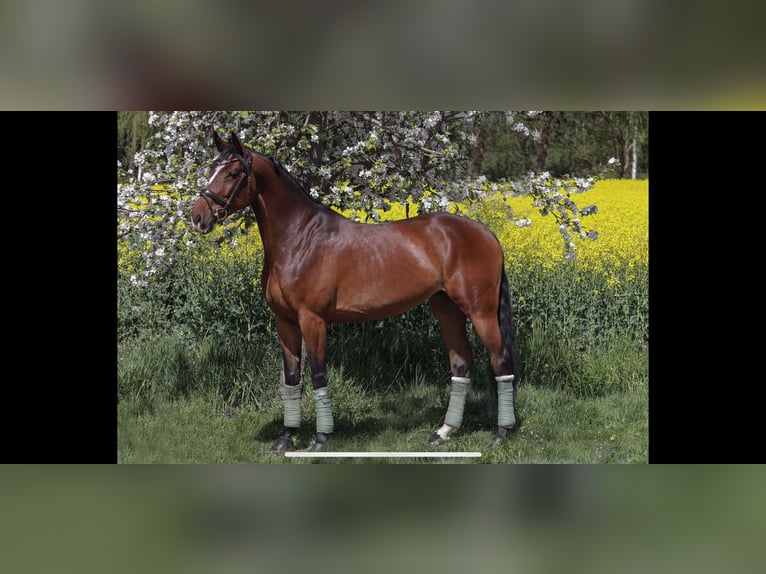 Oldenburger Springpferd Stute 5 Jahre 169 cm Brauner in Hiddenhausen