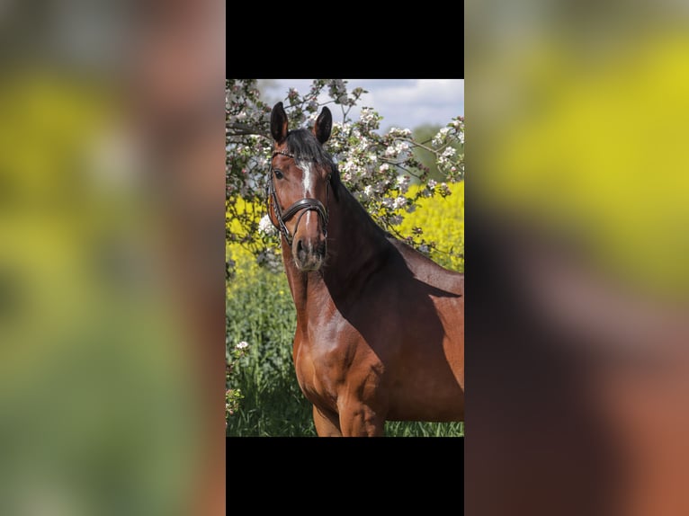 Oldenburger Springpferd Stute 5 Jahre 169 cm Brauner in Hiddenhausen