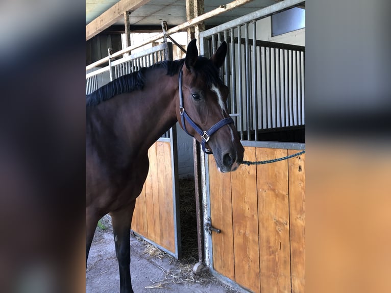 Oldenburger Springpferd Stute 5 Jahre 169 cm Brauner in Hiddenhausen