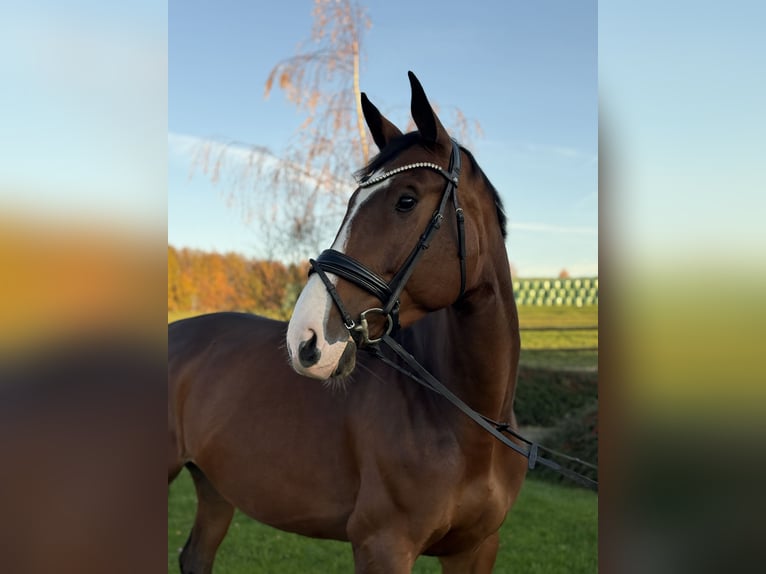 Oldenburger Springpferd Stute 5 Jahre 170 cm Dunkelbrauner in Bonefeld