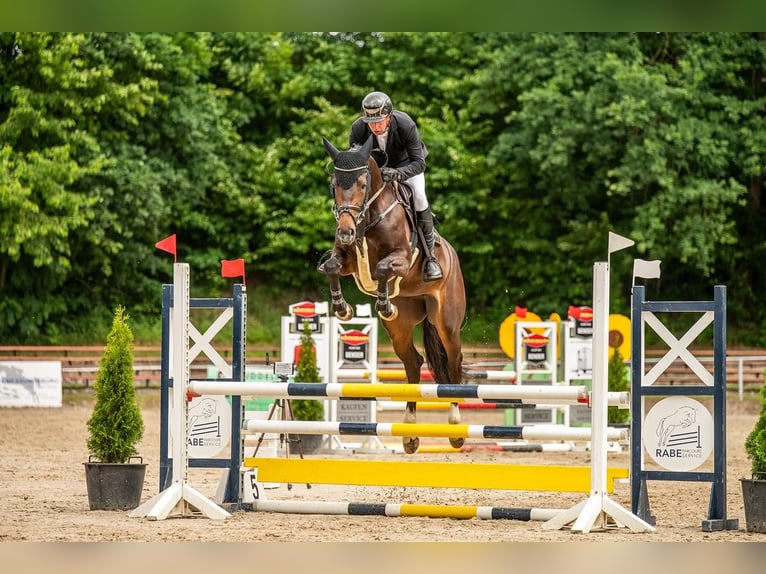 Oldenburger Springpferd Stute 5 Jahre 171 cm Dunkelbrauner in Braunsbedra