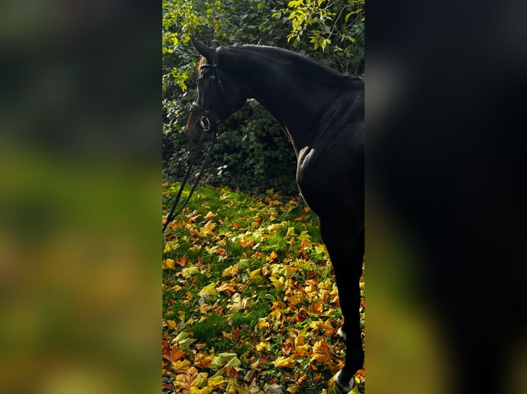 Oldenburger Springpferd Stute 5 Jahre 171 cm Dunkelbrauner in Braunsbedra
