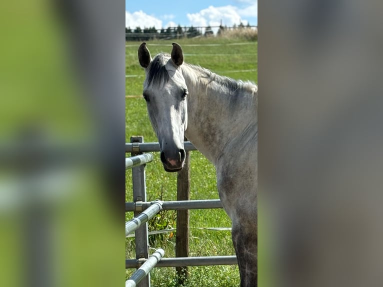 Oldenburger Springpferd Stute 5 Jahre 172 cm Apfelschimmel in Donaueschingen