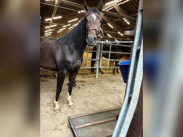 Oldenburger Springpferd Stute 5 Jahre 172 cm Apfelschimmel in Donaueschingen